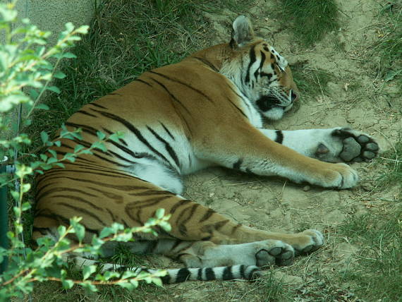 tiger