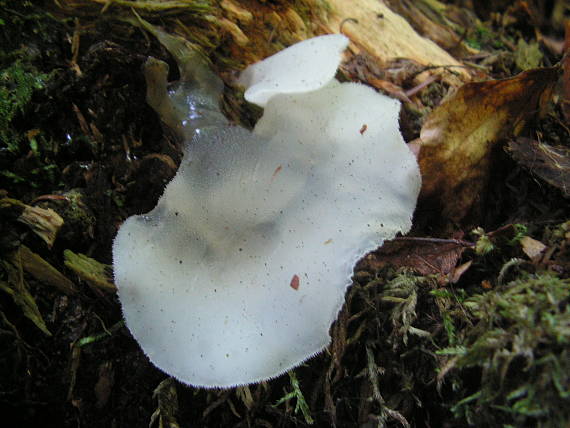 pajelenka žalatínová Pseudohydnum gelatinosum (Scop.) P. Karst.