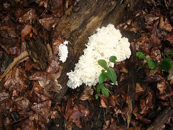 koralovec bukový Hericium coralloides (Scop.) Pers.
