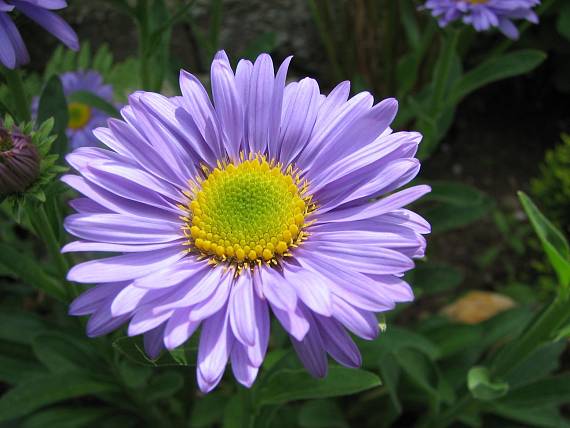 astra alpínska Aster alpinus L.