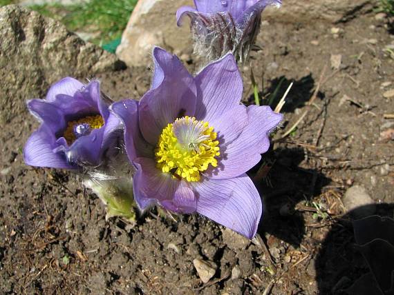 poniklec veľkokvetý Pulsatilla grandis Wender.