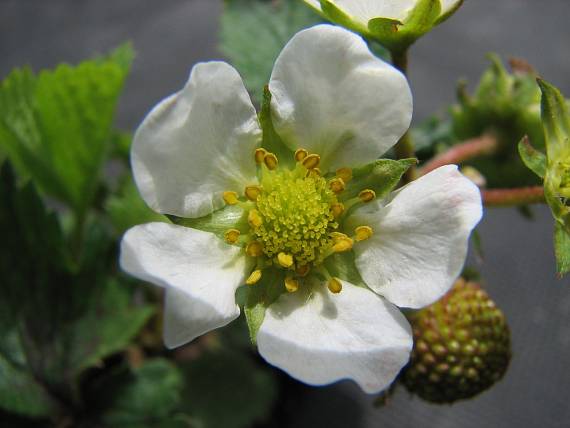 jahoda záhradná Fragaria sp.