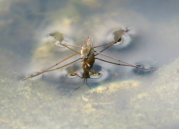 korčuliarka obyčajná Gerris lacustris
