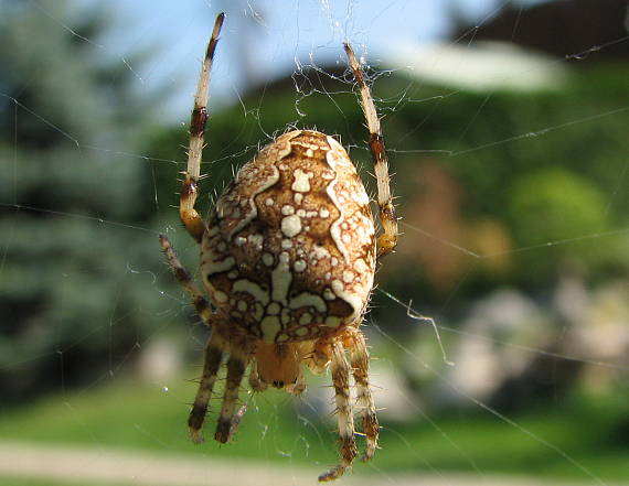 križiak Araneus diadematus