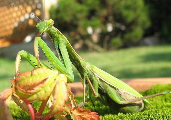 modlivka zelená Mantis religiosa