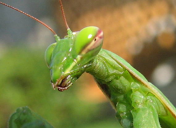 modlivka zelená 2 Mantis religiosa