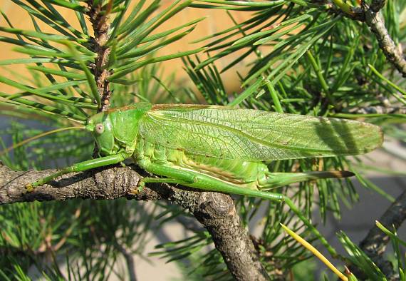 kobylka zelená Tettigonia viridissima