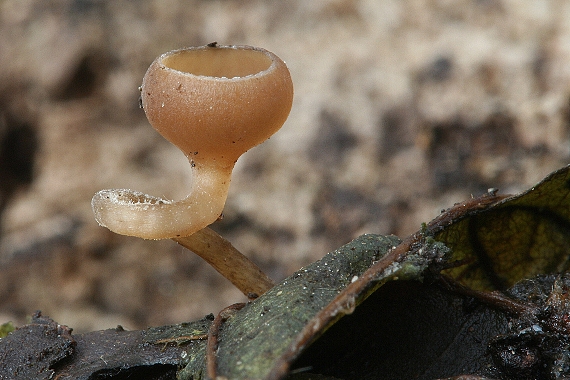 jahňadka obyčajná Ciboria amentacea (Balb.) Fuckel
