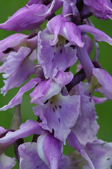 vstavač mužský Orchis mascula subsp. signifera (Vest) Soó