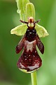hmyzovník muchovitý