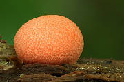 vlčinka oranžová