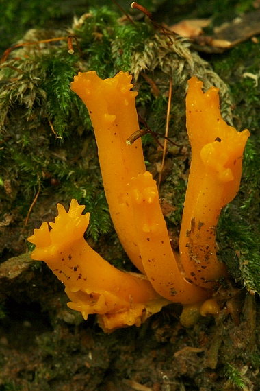 parôžkovec lepkavý Calocera viscosa (Pers.) Fr.