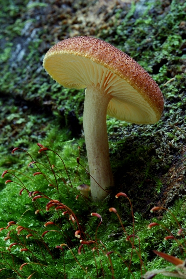 čírovec červenožltý Tricholomopsis rutilans (Schaeff.) Singer