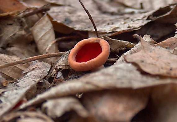 ohnivec Sarcoscypha sp.