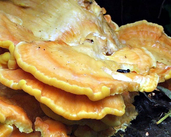 sírovec obyčajný Laetiporus sulphureus (Bull.) Murrill