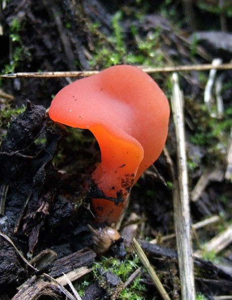 rôsolovec červený Guepinia helvelloides  (DC.) Fr.