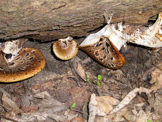 choroš šupinatý Cerioporus squamosus (Huds.) Quél.