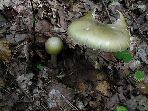 muchotrávka zelená Amanita phalloides (Vaill. ex Fr.) Link