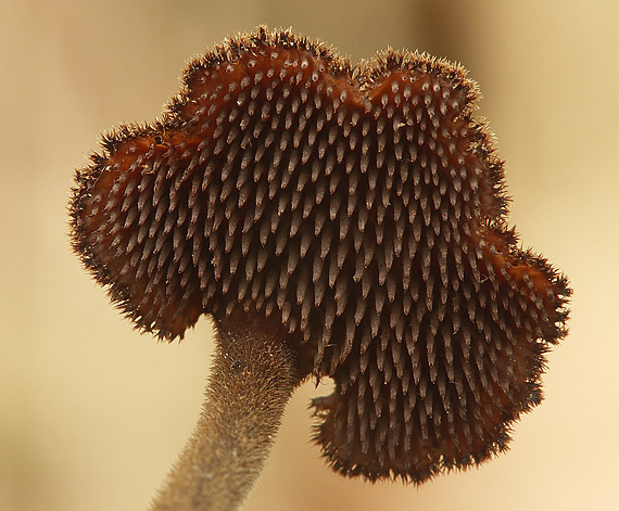 lopatovka obyčajná Auriscalpium vulgare Gray