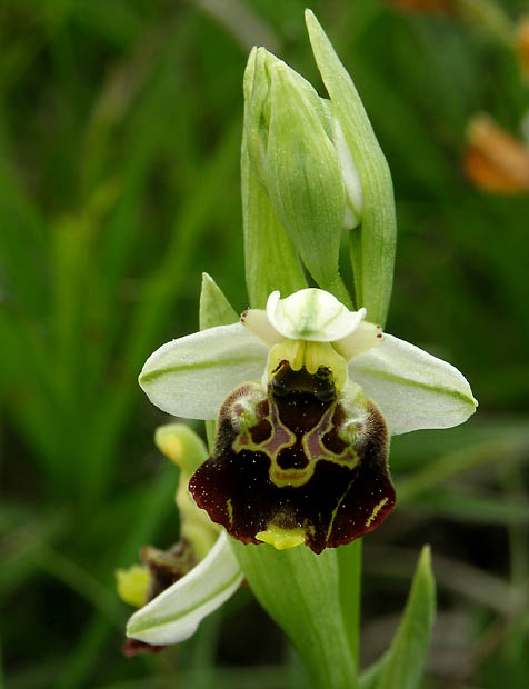 hmyzovník čmeľovitý Ophrys holoserica (Burm. F.) Greuter