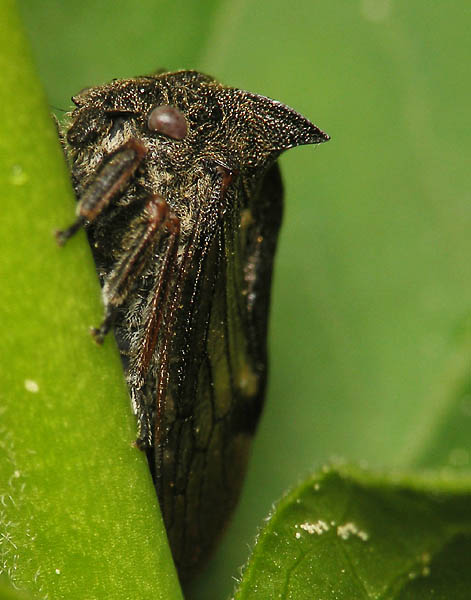 tŕňovka liesková  Centrotus cornutus