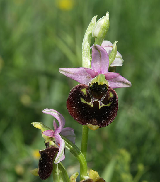 hmyzovník čmeľovitý Ophrys holoserica subsp. holoserica