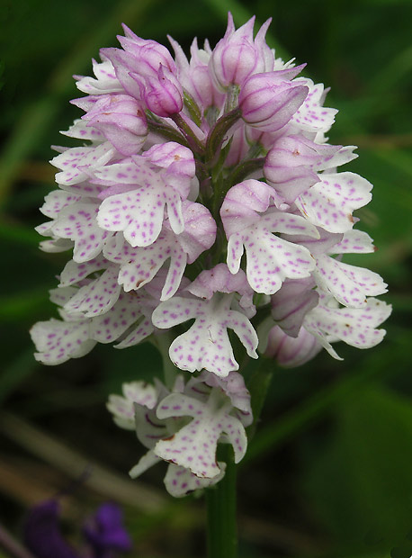 vstavač trojzubý Neotinea tridentata (Scop.) R. M. Bateman, Pridceon et M. W. Chase