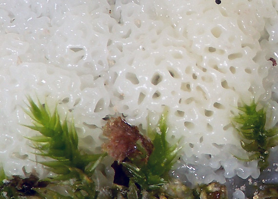 rohačka kríčkovitá Ceratiomyxa fruticulosa - var. poroides