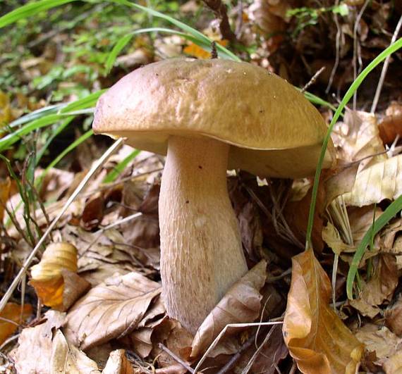 hríb smrekový Boletus edulis Bull.
