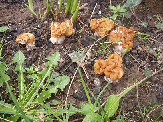 ušiak obrovský Discina gigas (Krombh.) Eckblad