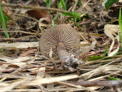 hodvábnica včasná Entoloma vernum S. Lundell
