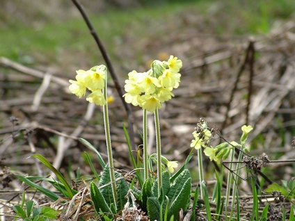 primula elatior /l./