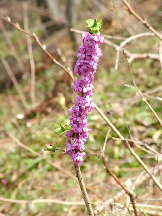 lykovec jedovaty Daphne mezereum L.