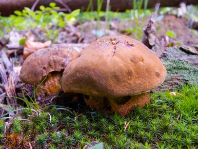 hríb zrnitohlúbikový Neoboletus luridiformis (Rostk.) G. Wu & Zhu L. Yang