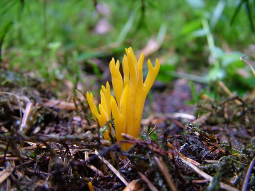 parôžkovec lepkavý Calocera viscosa (Pers.) Fr.