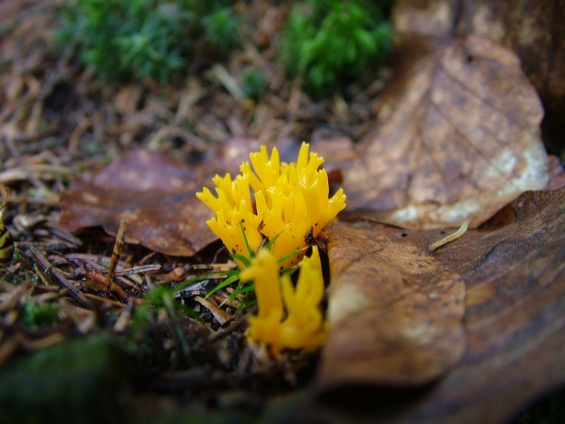 parôžkovec lepkavý Calocera viscosa (Pers.) Fr.