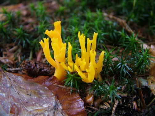 parôžkovec lepkavý Calocera viscosa (Pers.) Fr.