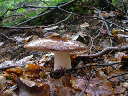 plávka olivová Russula olivacea (Schaeff.) Fr.