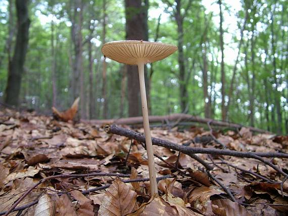 zamatka koreňujúca Hymenopellis radicata (Relhan) R.H. Petersen