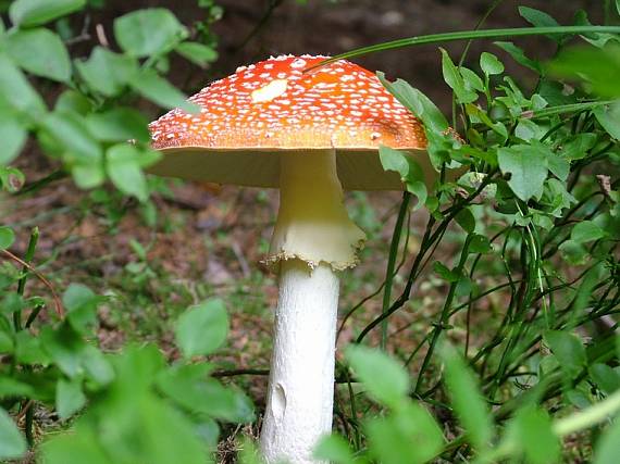 muchotrávka červená Amanita muscaria (L.) Lam.