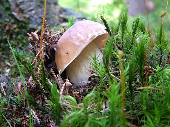 hríb smrekový Boletus edulis Bull.