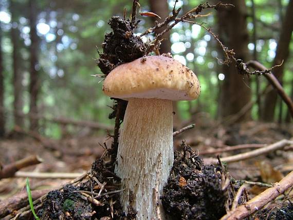 hríb smrekový Boletus edulis Bull.