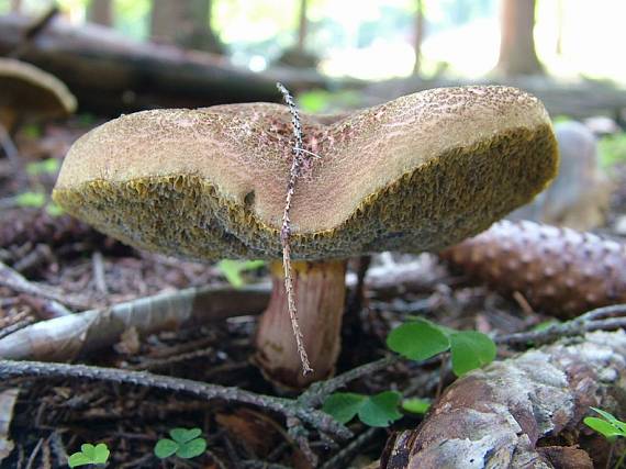 suchohríb žltomäsový Xerocomellus chrysenteron (Bull.) Šutara