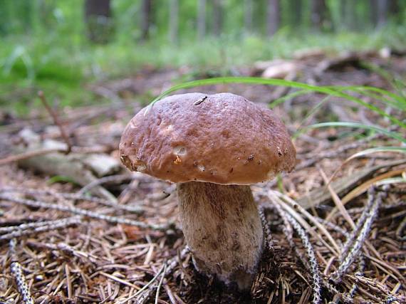 hríb smrekový Boletus edulis Bull.
