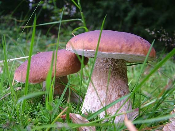hríb smrekový Boletus edulis Bull.