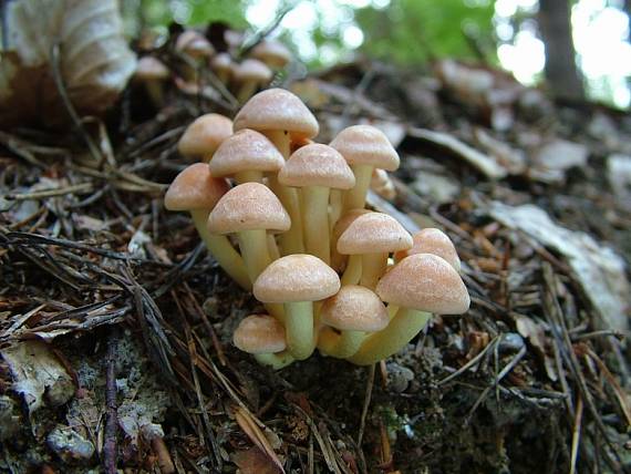 strapcovka zväzkovitá Hypholoma fasciculare (Huds.) P. Kumm.