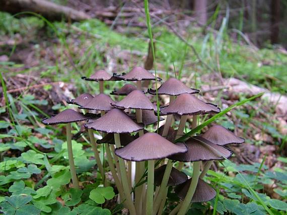hnojník Coprinus sp.