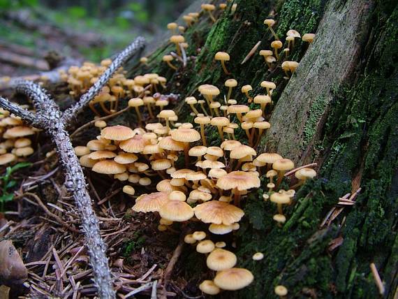 tanečnička zvončekovitá Xeromphalina campanella (Batsch) Maire