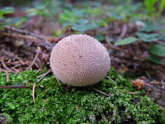 prášnica huňatá Lycoperdon umbrinum Hornem.