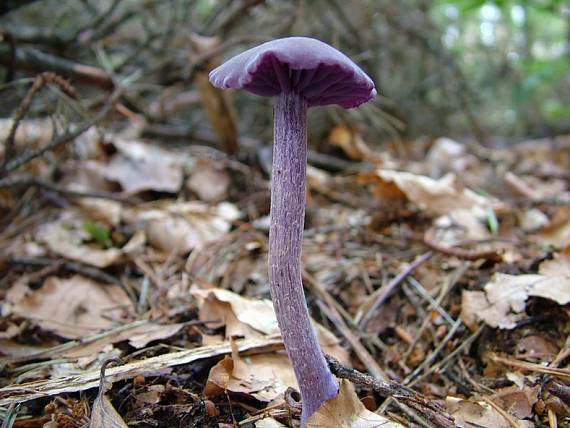 lakovka ametystová Laccaria amethystina (Huds.) Cooke